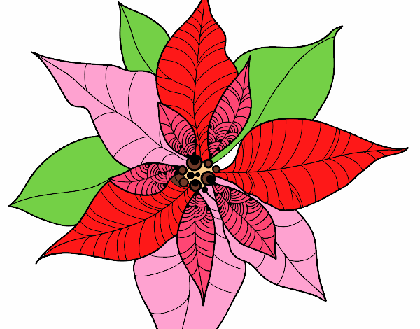 Flor de poinsetia