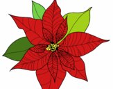 Flor de poinsetia