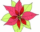 Flor de poinsetia