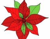 Flor de poinsetia