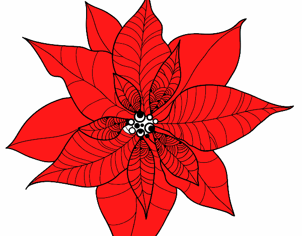 Flor de poinsetia