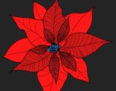 Flor de poinsetia