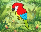 Guacamayo