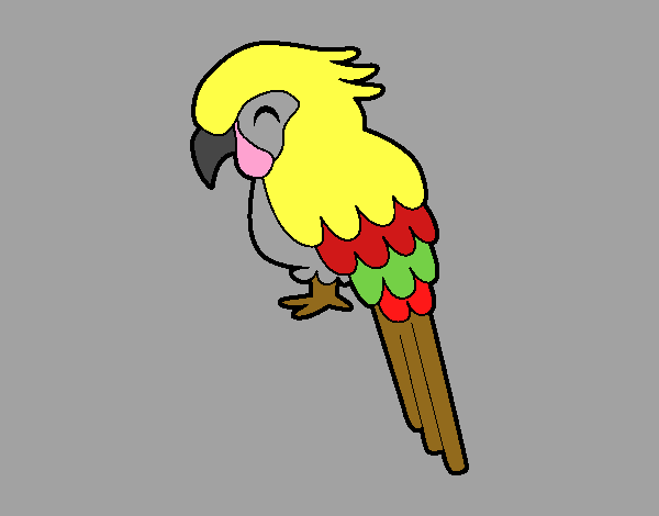 Guacamayo