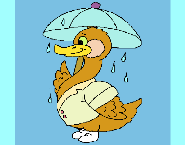 Pato bajo la lluvia