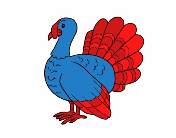 Pavo