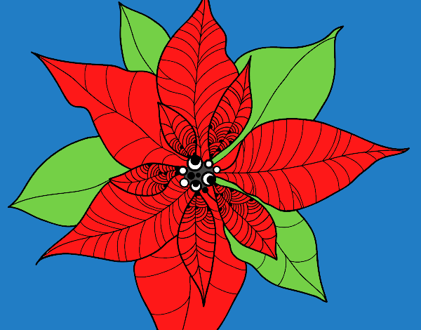 Flor de poinsetia