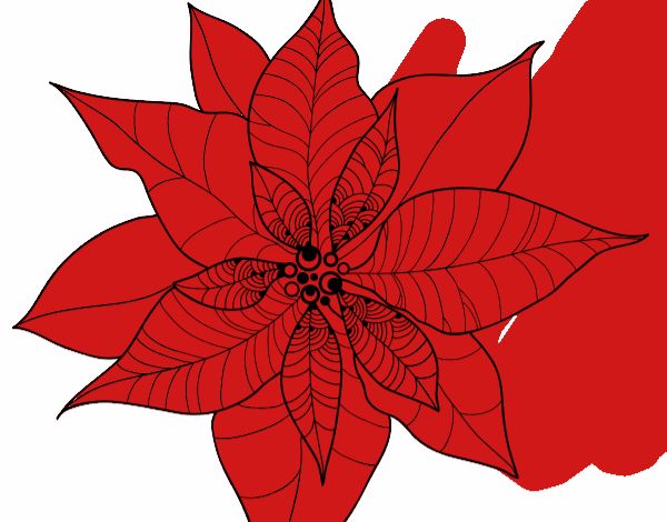 Flor de poinsetia