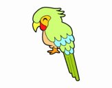 Guacamayo