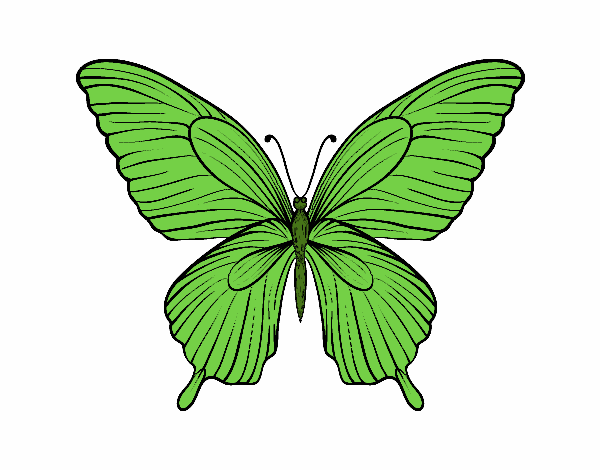 Mariposa tropical