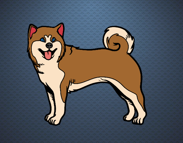 Perro Akita Inu