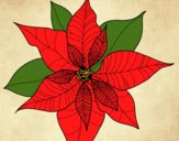 Flor de poinsetia