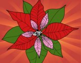 Flor de poinsetia