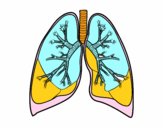 Pulmones y bronquios