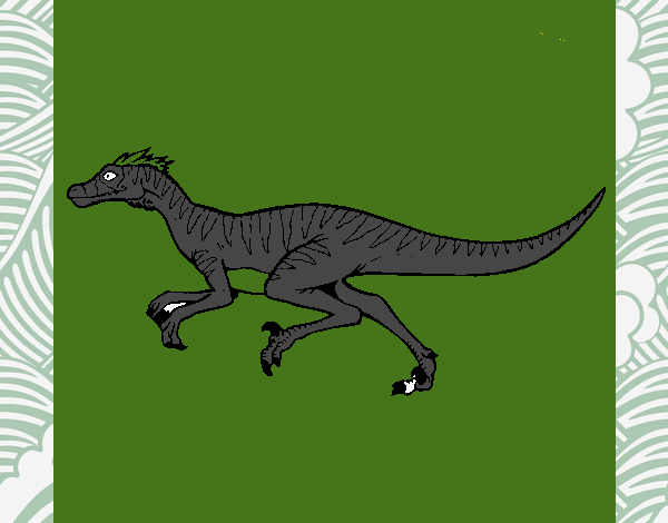 Velociraptor