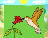 Dibujo Colibrí y una flor pintado por windy
