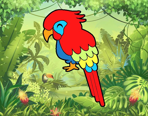 Guacamayo