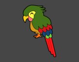 Guacamayo