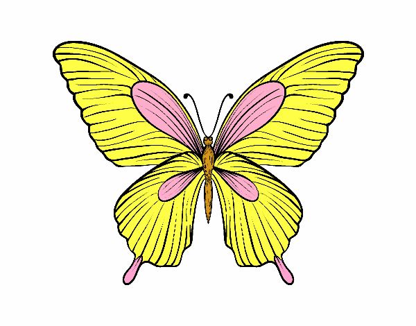 Mariposa tropical