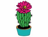 Cactus con flor