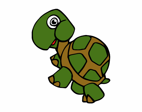 Tortuga terrestre