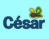 César