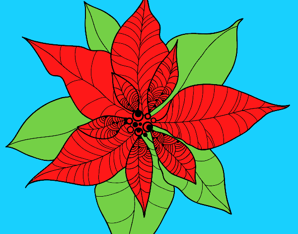 Flor de poinsetia