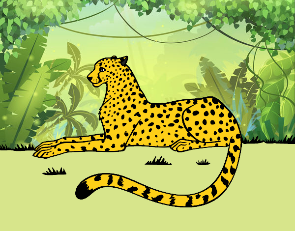 LEOPARDO