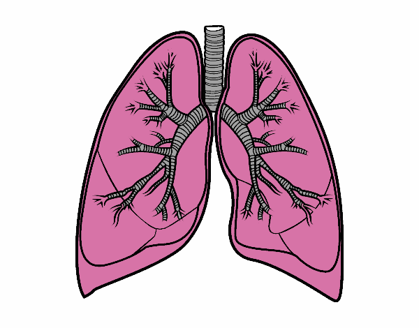 Pulmones y bronquios