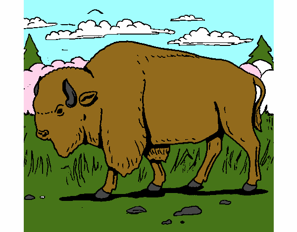 bufalo 