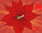 Flor de poinsetia