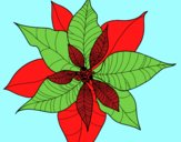 Flor de poinsetia