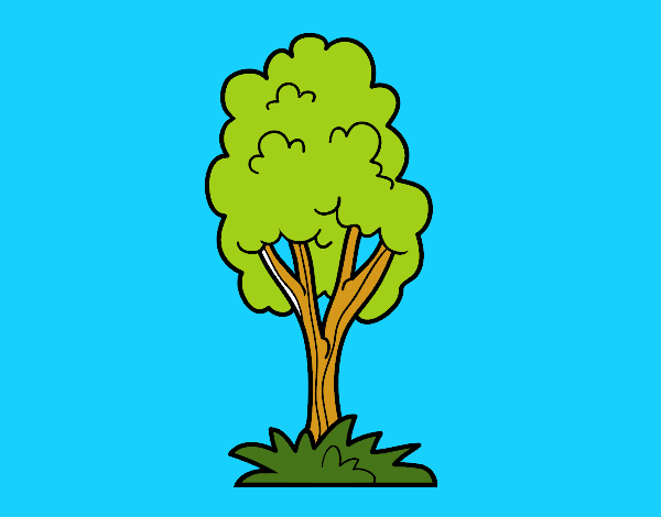 Un árbol de parque