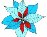 Flor de poinsetia