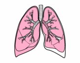 Pulmones y bronquios