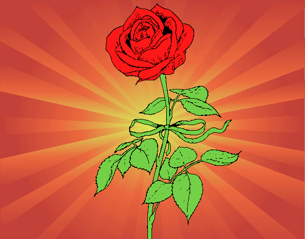 Una rosa