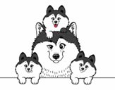 Dibujo Familia Husky pintado por gagatiti