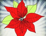 Flor de poinsetia