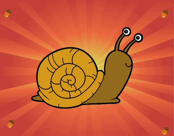 caracol