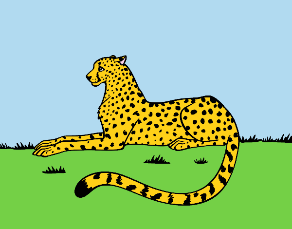 mi gepardo