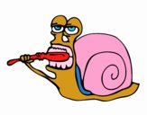 Caracol limpio