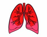 Pulmones y bronquios