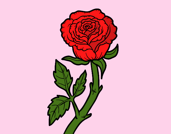 la rosa zajhoni