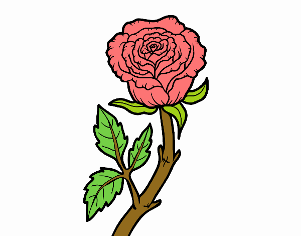 la rosa 