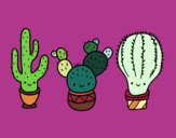 3 mini cactus