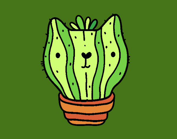 Cactus gato