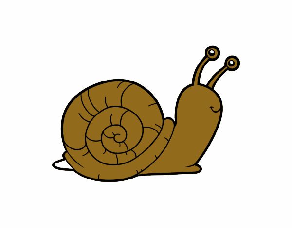 El caracol