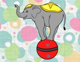 Elefante equilibrista