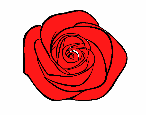 Flor de rosa