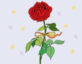 Dibujo Una rosa pintado por Ramon45